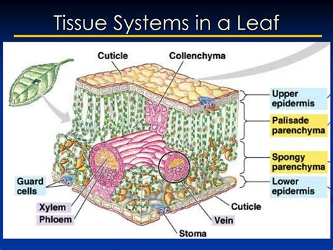 Ppt Today Introduction To Plant Anatomy Powerpoint Presentation