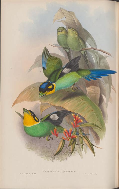 Psarisomus Dalhousie By Peacay Vintage Birds Vintage Images Vintage