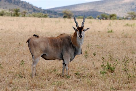Eland Biggest Antelope In The World Stock Photo Download Image Now