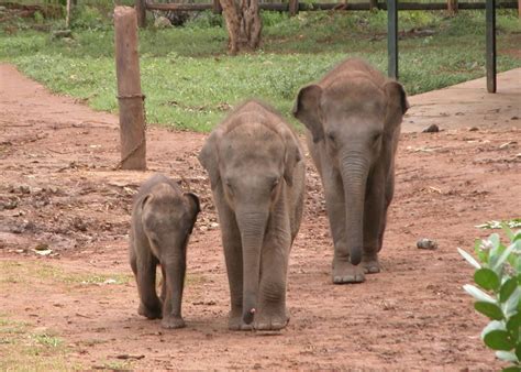 Visit The Elephant Transit Home Sri Lanka Audley Travel