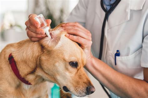 How To Treat Ear Infections In Dogs Ventura Emergency Vet Vmsg