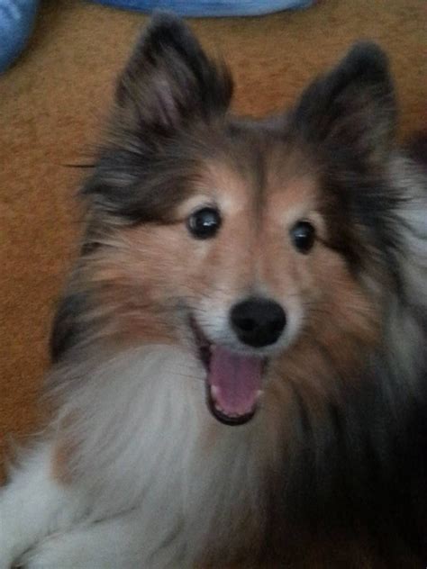 Puppies for sale in las vegas at affordable prices shipped to store for convenient pickup. ~ VERY PRETTY ~ | Sheltie dogs, Cute dogs, Sheltie