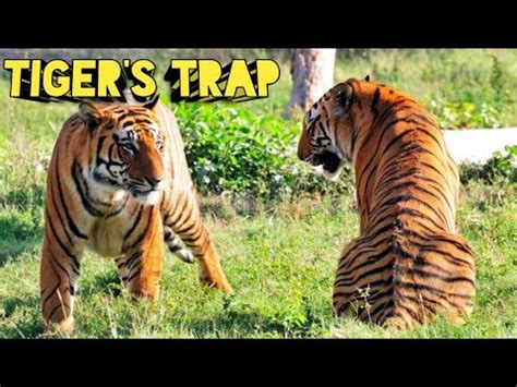 Tiger s Trap Hugh Allen Hunting Story शकर कहन Shikar Story