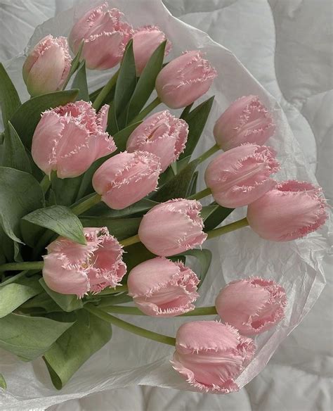 Fringed Pink Tulips Цветочные ящики Цветы Тюльпаны