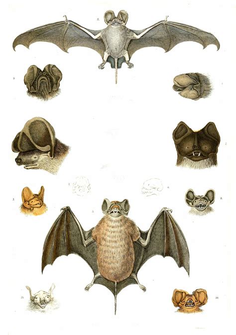 Bulldog Bats Illustrations By Georges Cuvier 1839 Free Vintage