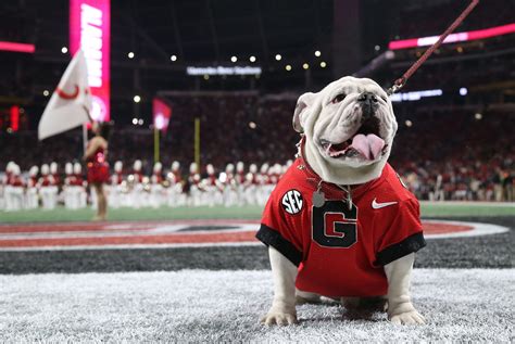 Georgia Bulldogs Wallpapers Top Free Georgia Bulldogs Backgrounds
