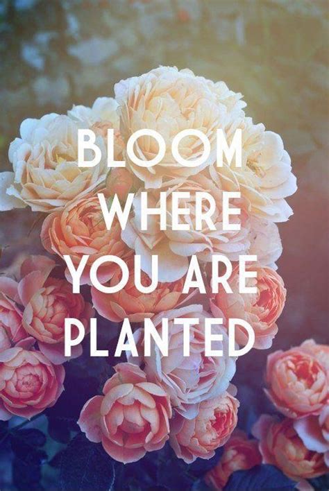 Bloom where you re planted quote. Bloom where you are planted | Picture Quotes