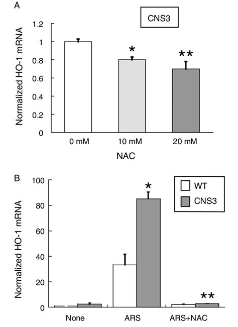 Effects Of N Acetylcysteine And Sodium Arsenite On Ho 1 Gene