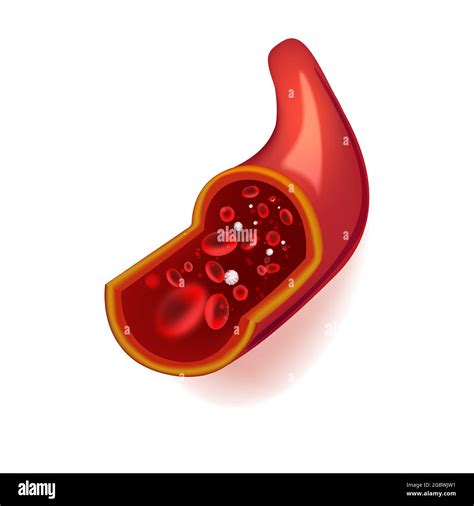 Erythrocyte Cells Flowing In Blood Vessel Cut Out Stock Images