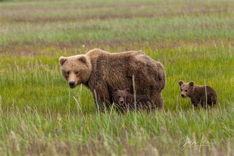 Brown Bear Cubs Photo 135 Alaska Lake Clark Photos By Jess Lee