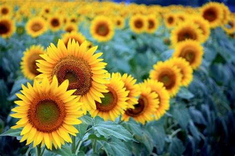 19 Sunflower Photos To Brighten Up Your Day Light Stalking