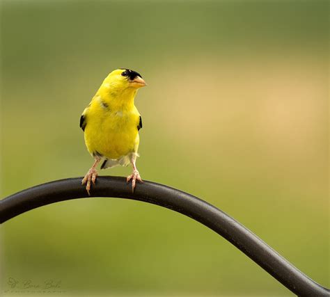 Wild Canary An American Goldfinch Carduelis Tristis In Flickr
