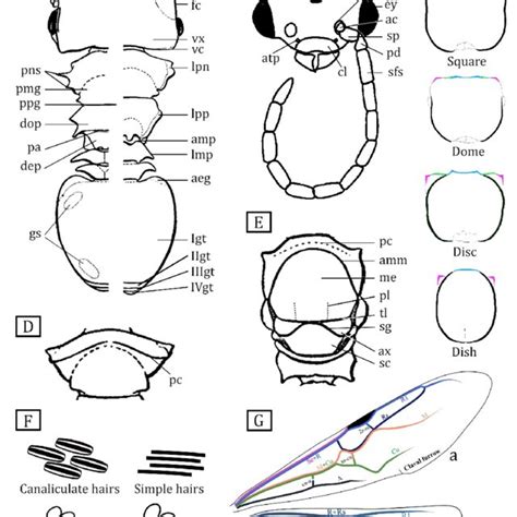 Glossary For Basic External Morphology Of Cephalotes A Workers B