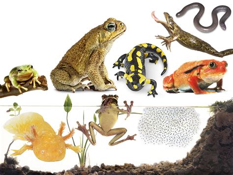 Types Of Amphibians Amphibians For Kids Dk Find Out