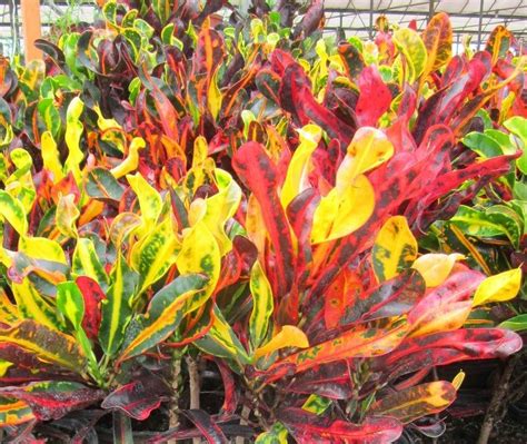 Mamie Croton Live Plant 6 Pot Indoor Or Outdoor Air Etsy Tropical