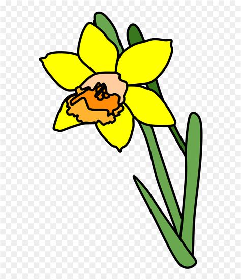 Daffodil Cartoon Enjoy The Cheery Blooms Of One Of The First Spring