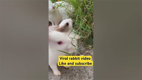 Viral Rabbit Video Shortsfeed Khargosh Newtrend Jharkhand Bunny