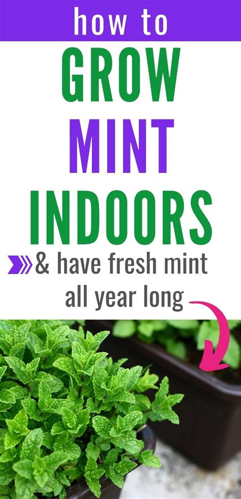 How To Grow Mint Inside Growing Mint Indoors Growing Mint Mint
