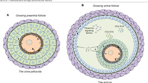 Pdf Intrafollicular Barriers And Cellular Interactions During Ovarian