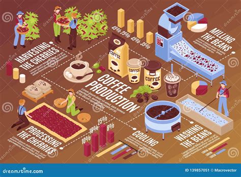 Coffee Production And Consumption Infographics Layout Cartoon Vector