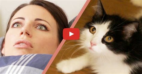 10 Signs Your Cat Owns You We Love Cats And Kittens