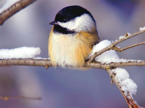 Winter Birds And Animals Wallpaper Wallpapersafari