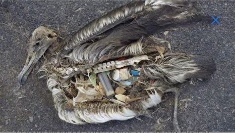 Plastic Pollution Affects Sea Life Throughout The Ocean World Scouting