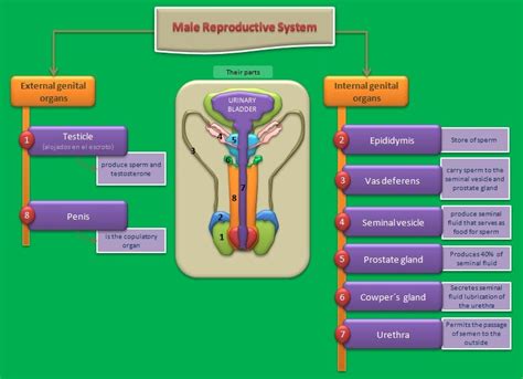 Educative Diagrams Male Reproductive System