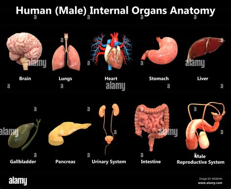 Male Internal Organs Diagram Male Anatomy Of The Body Pin On Human