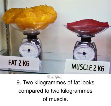 Muscle Vs Fat Which Weighs More Forever Fit Duncan Bc