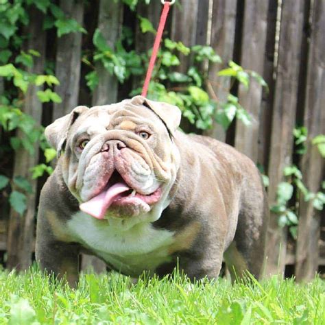 He needs his fold, wrinkles and tail underside powdered in hot. Rare English Bulldog Puppies - Manmade Kennels XL Pit Bulls