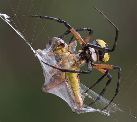 Spiders And Webs Why Dont They Get Stuck