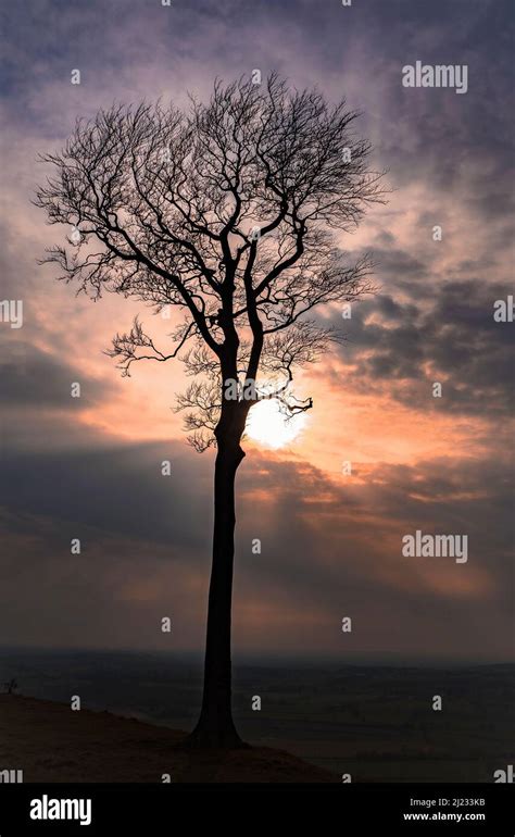 Lone Tree And Sunset Hi Res Stock Photography And Images Alamy