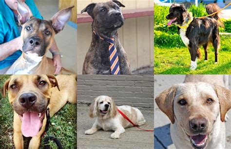 Ranked The 11 Best Dog Breeds Business Insider