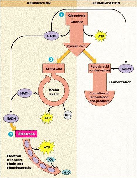 Glucose Catabolism Carbohydrates Click To See More Krebs Cycle