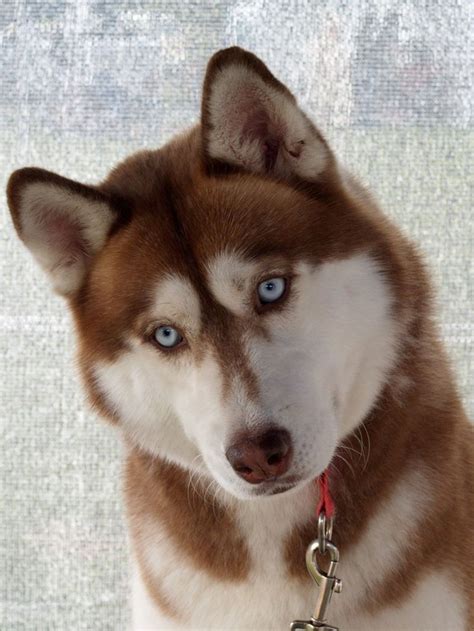 Beautiful Just Love Huskies Siberian Husky Puppies Husky Puppy