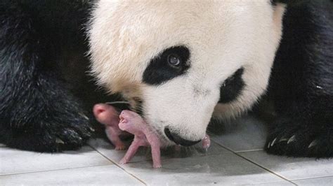 Ai Bao Panda South Korean Zoo Celebrates Birth Of First Twin Pandas Cnn