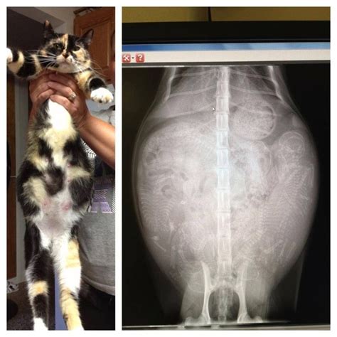 Pregnant Cat X Ray Gato Grávida Filhotes De Gatos Ciência Animal