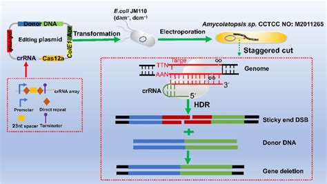 Schematic Of CRISPR Cas12a Assisted Genome Editing In Amycolatopsis Sp