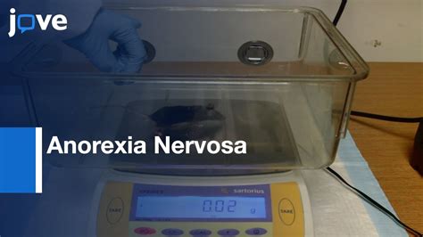 Activity Based Anorexia Rodent Model Neurobiological Basis Of Anorexia