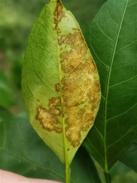 16 Citrus Tree Diseases And How To Treat Them Rhythm Of The Home