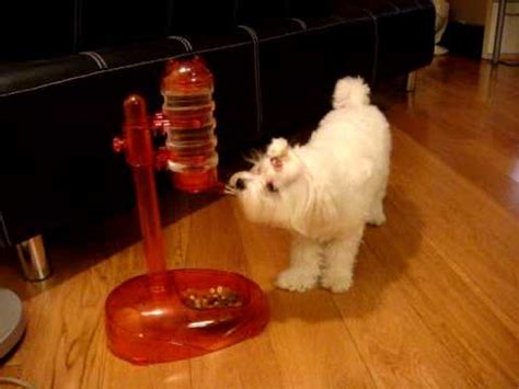 At about 4 weeks of most pups can begin to be introduced to food mixed with water. Water bottle stand and bowl for dogs - YouTube