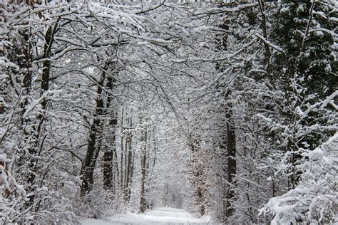 Free Picture Winter Forest Snow Frost Cold Wood Tree Frozen