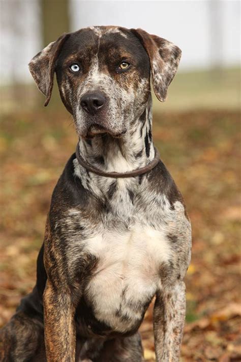 The Catahoula Leopard Dog Curious Get The Facts Here