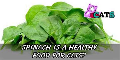 Spinach is not toxic for dogs despite what you may have heard. Can Cats Eat Spinach | Is it Bad for Cats - Catsfud