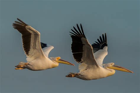 Sergey Dereliev Nature Photography Waterbirds