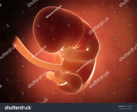 Medical Illustration Human Fetus Month 2 Stock Illustration 182197673