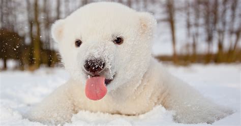 13 Adorables Oseznos Polares Para Celebrar El Día Internacional Del Oso