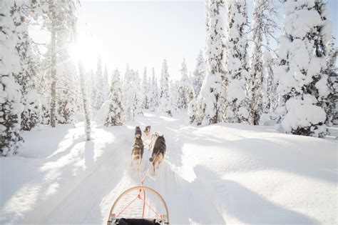 Dog Sledding In Lapland Mr Breath