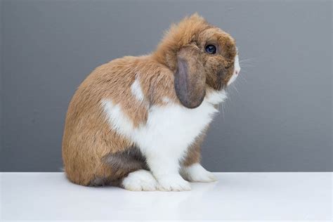 How Much Does A Holland Lop Bunny Cost Update Pet Arenas